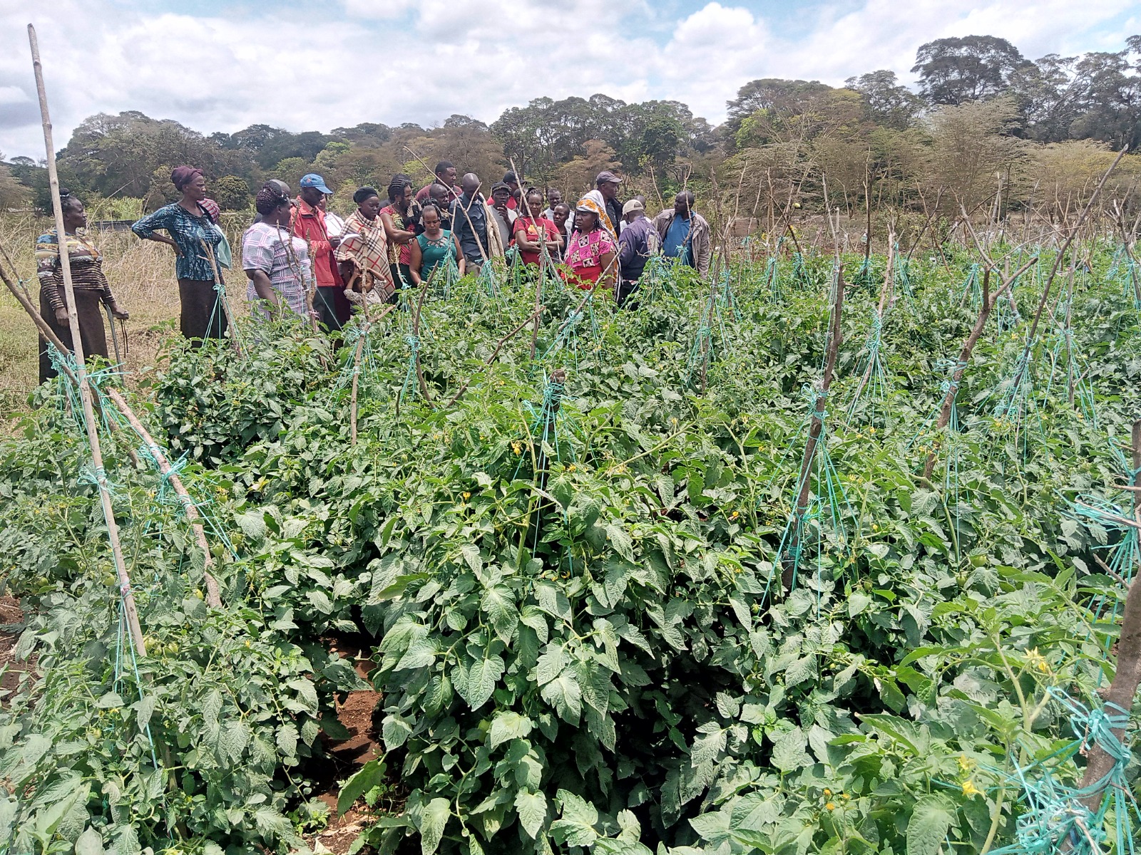 Farmers field day at a staked tomato plot