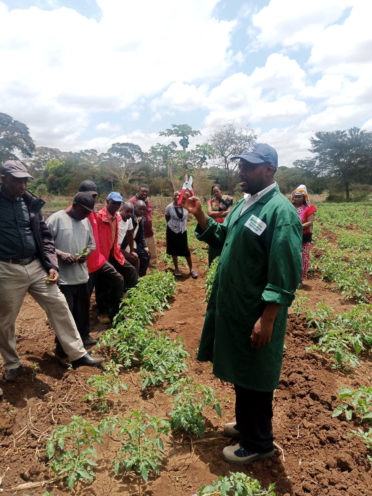 Agricultural worker demonstrating pruning to farmers in a crop field